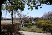 下岡崎近隣公園のさくら