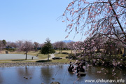 下岡崎近隣公園のさくら