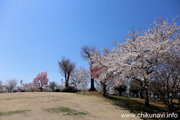 下岡崎近隣公園のさくら