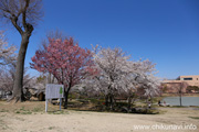 下岡崎近隣公園のさくら