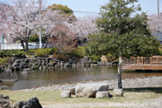 下岡崎近隣公園のさくら