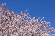 県西生涯学習センターのさくら