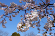 県西生涯学習センターのさくら