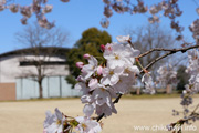 県西生涯学習センターのさくら