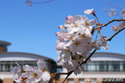 県西生涯学習センターのさくら