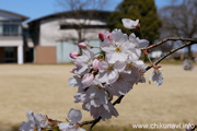 県西生涯学習センターのさくら