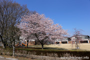 県西生涯学習センターのさくら