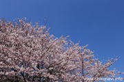 県西生涯学習センターのさくら