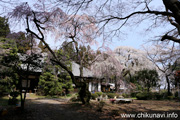 正法山観音院のしだれ桜