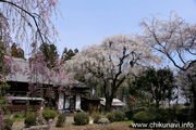 正法山観音院のしだれ桜