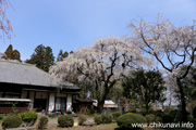 正法山観音院のしだれ桜