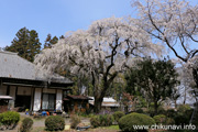 正法山観音院のしだれ桜