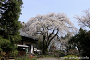 正法山観音院のしだれ桜