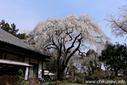 正法山観音院のしだれ桜