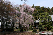 正法山観音院のしだれ桜