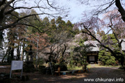 正法山観音院のしだれ桜