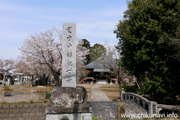 観音寺 (中館観音) のさくら