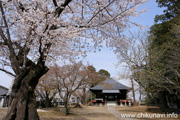 観音寺 (中館観音) のさくら