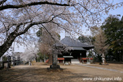 観音寺 (中館観音) のさくら