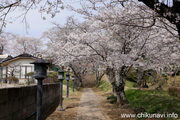 観音寺 (中館観音) のさくら