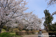 観音寺 (中館観音) のさくら