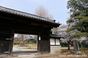 観音寺 (中館観音) のさくら