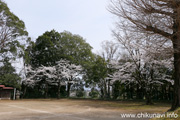 観音寺 (中館観音) のさくら