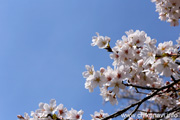 観音寺 (中館観音) のさくら