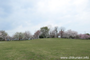 下岡崎近隣公園のさくら