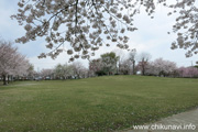 下岡崎近隣公園のさくら