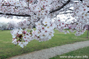 下岡崎近隣公園のさくら