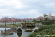 下岡崎近隣公園のさくら