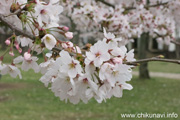 下岡崎近隣公園のさくら