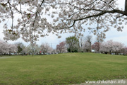 下岡崎近隣公園のさくら