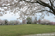 下岡崎近隣公園のさくら