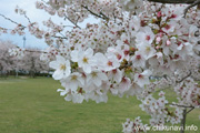 下岡崎近隣公園のさくら