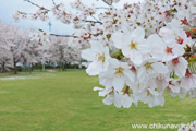 下岡崎近隣公園のさくら