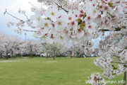 下岡崎近隣公園のさくら