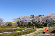 宮山ふるさとふれあい公園のさくら