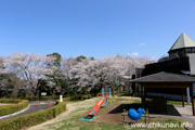 宮山ふるさとふれあい公園のさくら