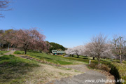 宮山ふるさとふれあい公園のさくら