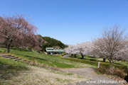 宮山ふるさとふれあい公園のさくら