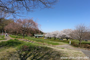 宮山ふるさとふれあい公園のさくら