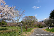 宮山ふるさとふれあい公園のさくら