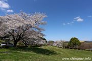 宮山ふるさとふれあい公園のさくら