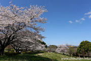 宮山ふるさとふれあい公園のさくら