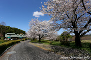 宮山ふるさとふれあい公園のさくら