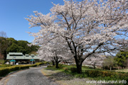 宮山ふるさとふれあい公園のさくら