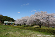 宮山ふるさとふれあい公園のさくら