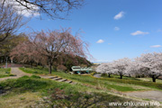 宮山ふるさとふれあい公園のさくら